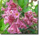 cestrum