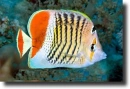 chaetodon-paucifasciatus