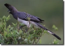 Corythaixoides leucogaster