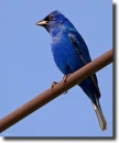 Indigo Bunting (Passerina cyanea