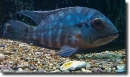 Hoplarchus psittacus