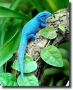 Lygodactylus william