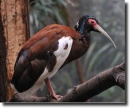 madagaszkÃ¡ri ibisz