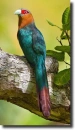 Malkoha (Phaenicophaeus 