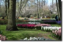 Keukenhof