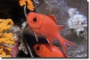 Myripristis vittata