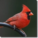 northern_cardinal