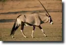 oryx