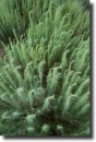 artemisia
