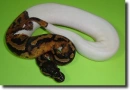 piebald piton