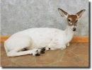 piebald deer