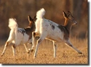 piebald deer