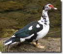 piebald duck