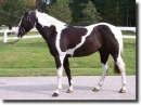 piebald horse