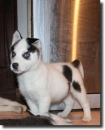 piebald husky