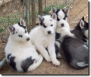 piebald husky