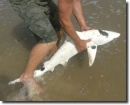 piebald shark