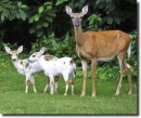 piebald deers