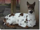 piebald 