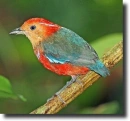 pitta