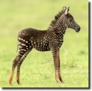 pÃ¶ttyÃ¶s zebra