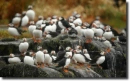 puffinok