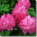 rhododendron