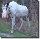 piebald rÃ©nszarvas