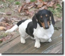 piebald dog