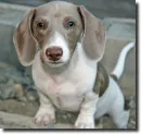 piebald dog