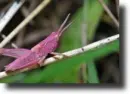 grasshopper pink