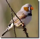 Taeniopygia guttata