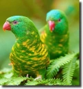 Trichoglossus chlorolepidotus
