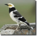Black-collared Starling (Gracupica nigricollis)