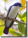 Blue Vanga - Cyanolanius madagascarinus