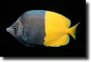 Chaetodontidae