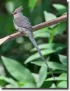 Coliidae