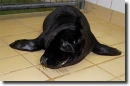 melanistic-black-seal