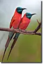 Merops nubicus