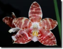 Phalaenopsis amboinensis