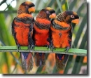 Pseudeos-fuscata