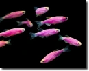 Purple-Danio Glofish