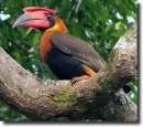 Rufous Hornbill