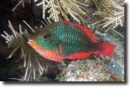 Sparisoma aurofrenatum Redband parrotfish