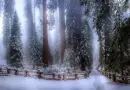Winter Scene ~ Background