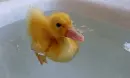 baby duck