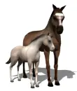 horses