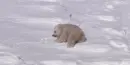 baby polar bear