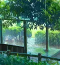 rain
