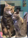 cats